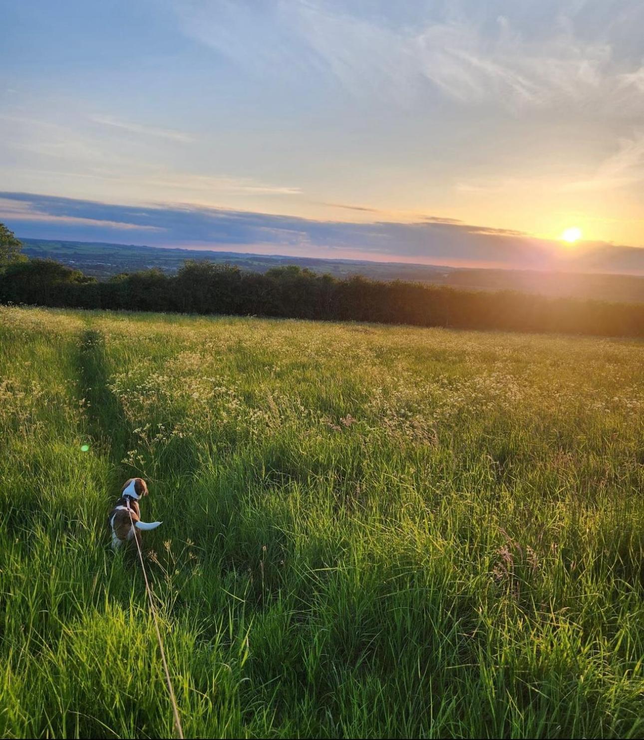 Eagle Cottage - Charming Cotswolds Getaway, Dog Friendly Wyck Rissington Kültér fotó